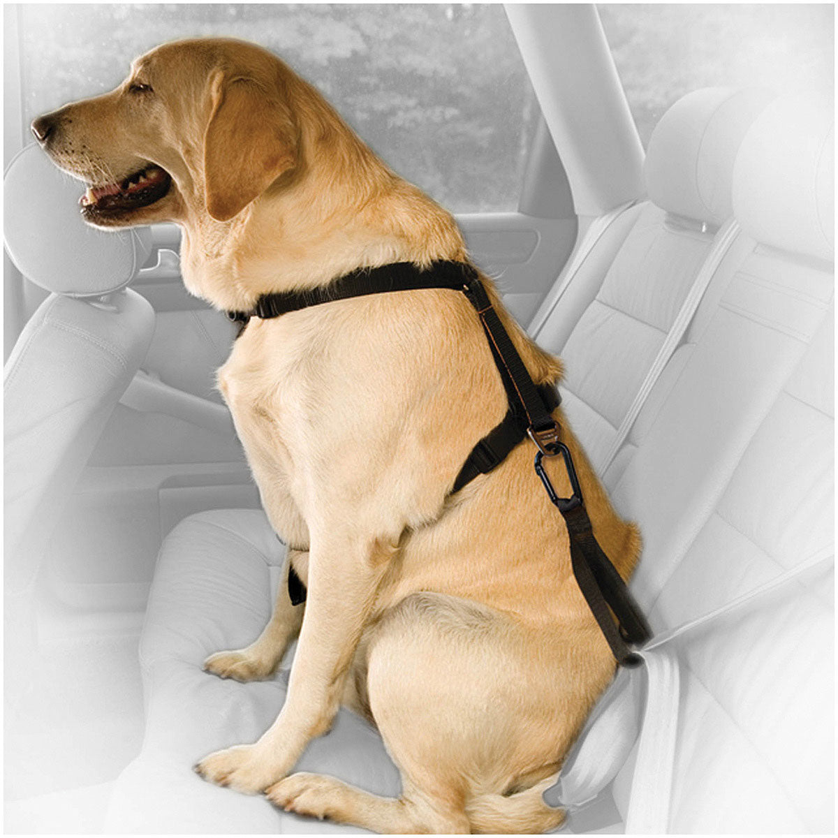 Keep Your Pup Safe on the Go with the Kurgo Direct Seat Belt Tether